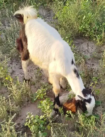 کهره. بز|حیوانات مزرعه|بوشهر, |دیوار