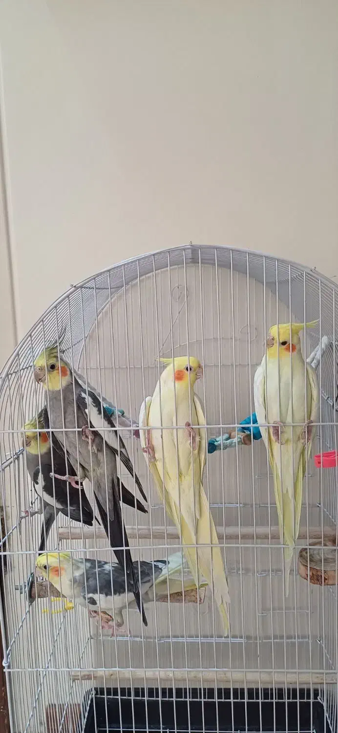 عروس هلندی مولد سره حال و سخنگو|پرنده|تهران, دروازه شمیران|دیوار