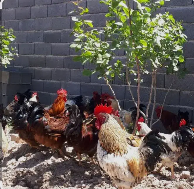 خروس محلی اصیل|حیوانات مزرعه|نوبران, |دیوار