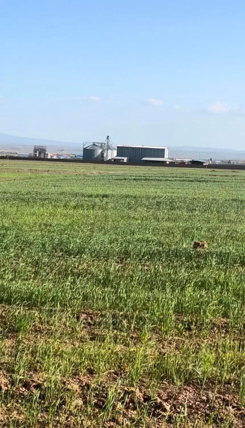 یک هکتار زمین گلخانه ای|فروش دفتر صنعتی، کشاورزی، تجاری|خواجه, |دیوار