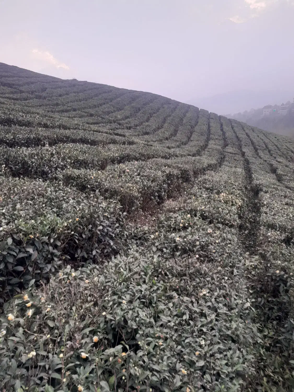 نیازمندکارگرباغ چای همراه خانواده|استخدام سرایداری و نظافت|لاهیجان, لیل|دیوار