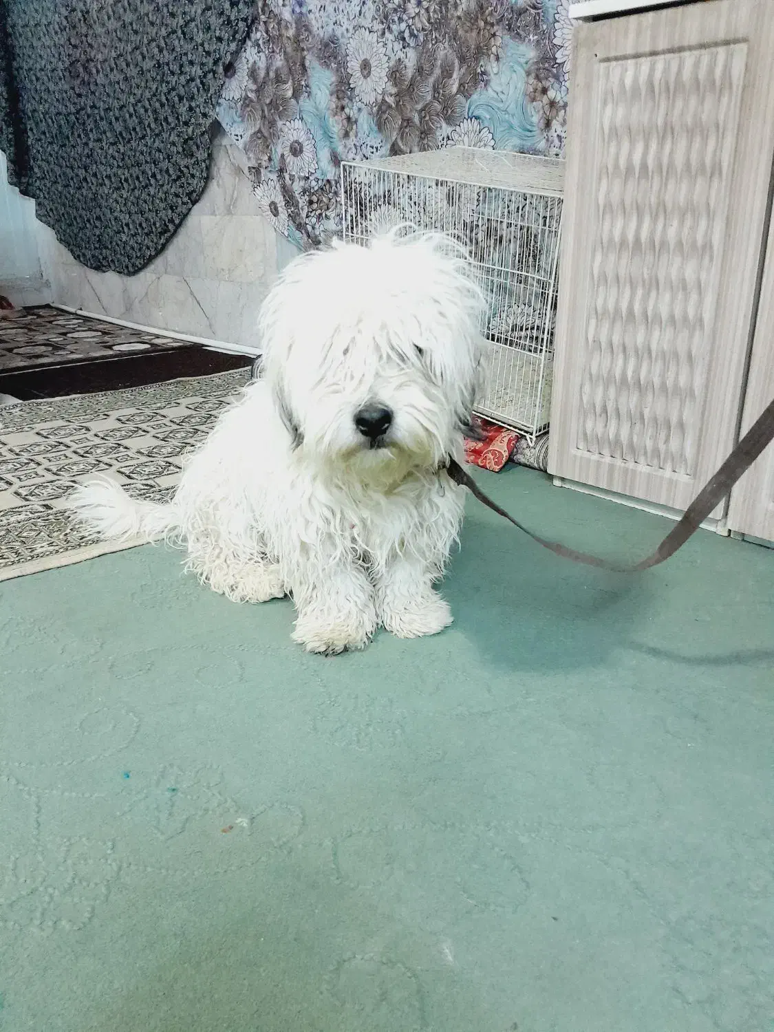 سگ شیتزو بازی گوش|سگ|مشهد, موعود|دیوار