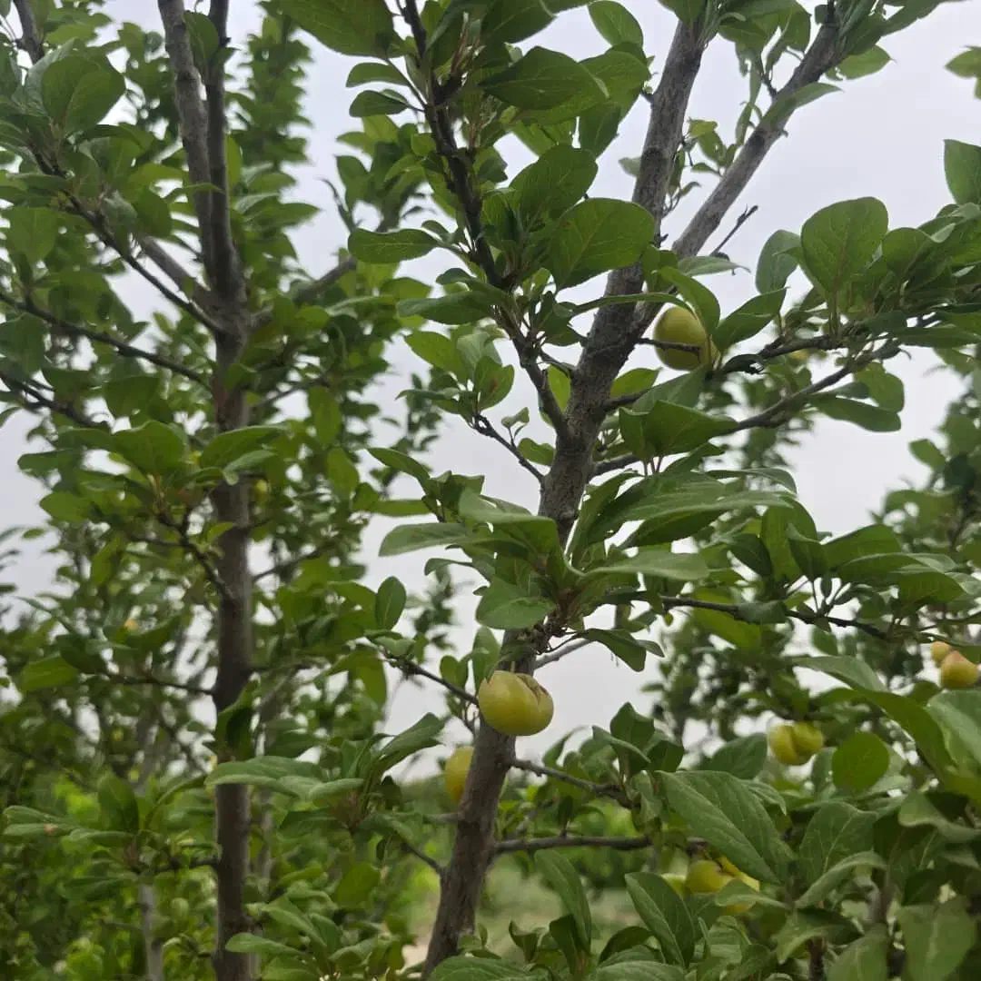 فروش و تهاتر زمین ۸۰۰۰ متری در یوسف اباد صیرفی|فروش زمین و ملک کلنگی|شهریار, یوسف آباد صیرفی|دیوار