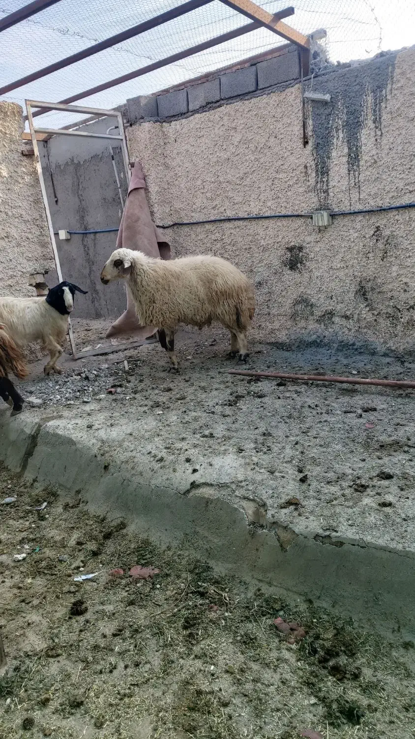 دو عدد قوچ ۲ساله|حیوانات مزرعه|بادرود, |دیوار