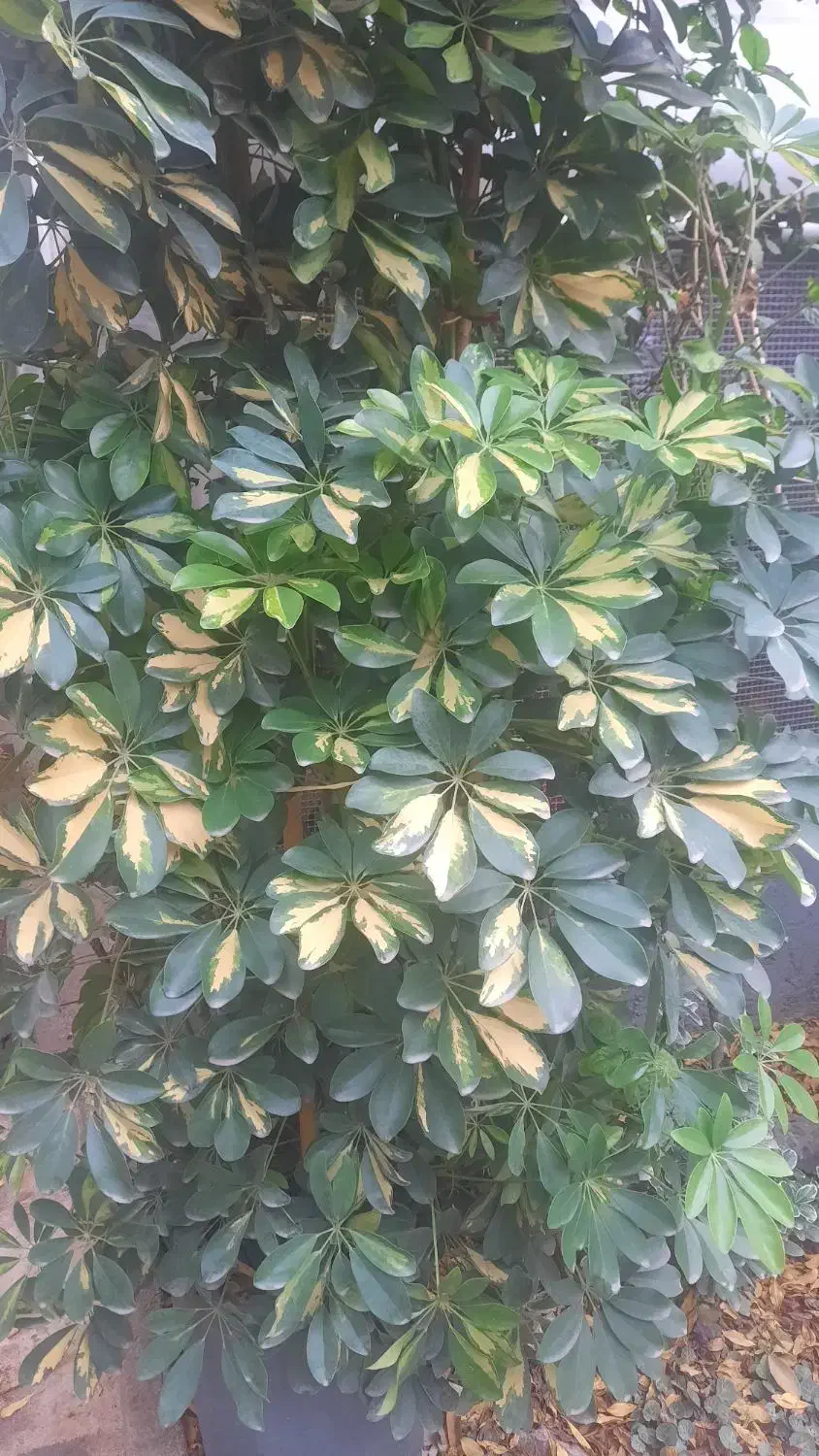 گل شفلرا ابلغ|گل و گیاه طبیعی|گتاب, |دیوار