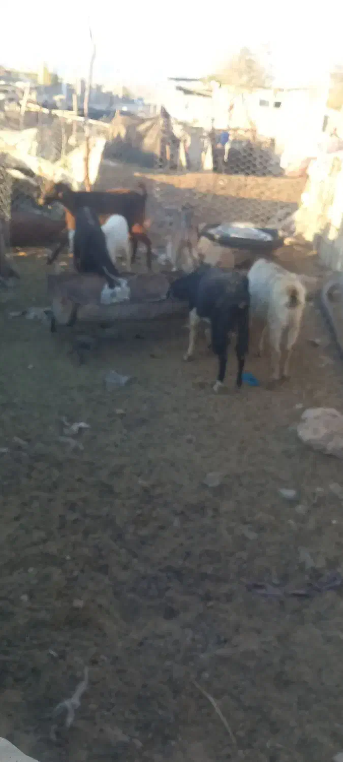 ۶ بز|حیوانات مزرعه|زرین دشت (فارس), |دیوار