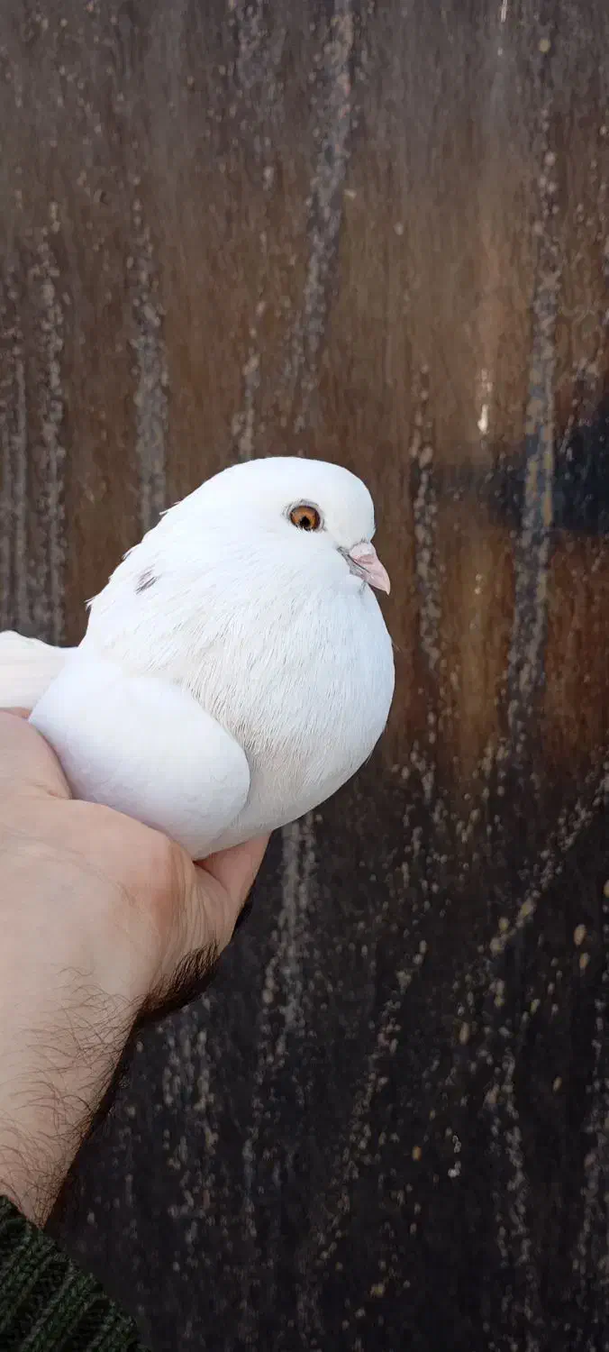 یه جفت ماده تهرانی|پرنده|نجف‌آباد, یزدانشهر|دیوار