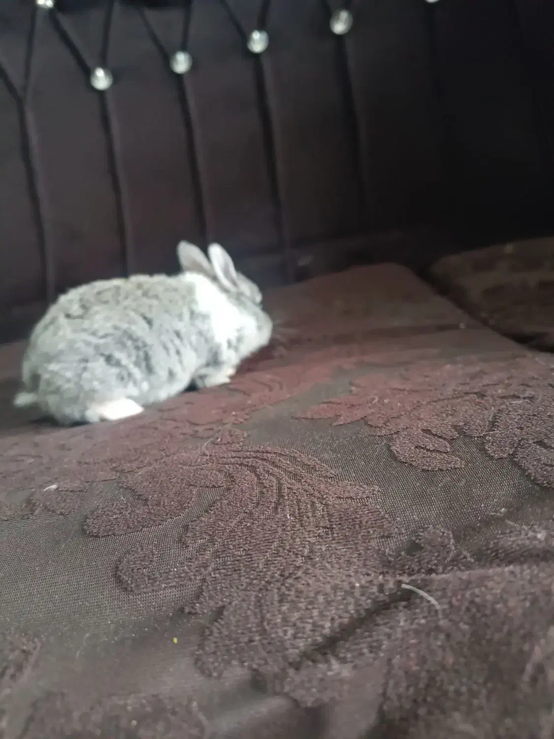 بچه خرگوش خاکستری|موش و خرگوش|زاهدان, |دیوار