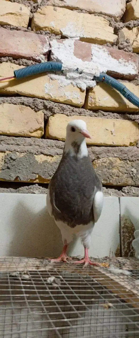 جوجه طوقی|پرنده|بافق, |دیوار