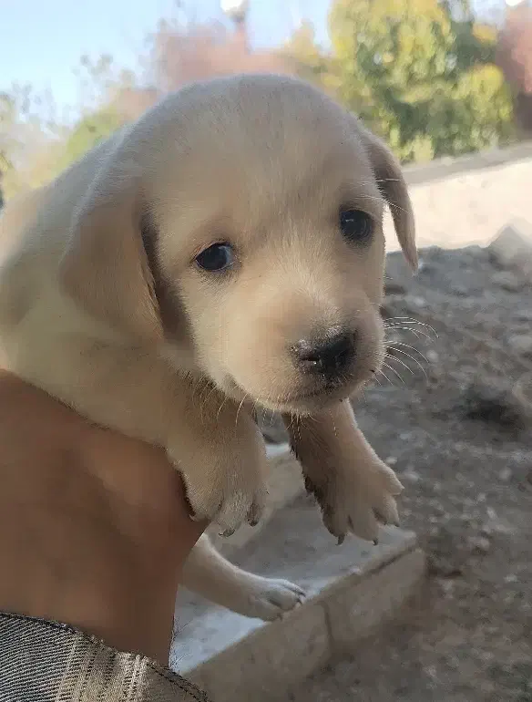 توله پاپی 500 تومن|سگ|خمینی‌شهر, |دیوار