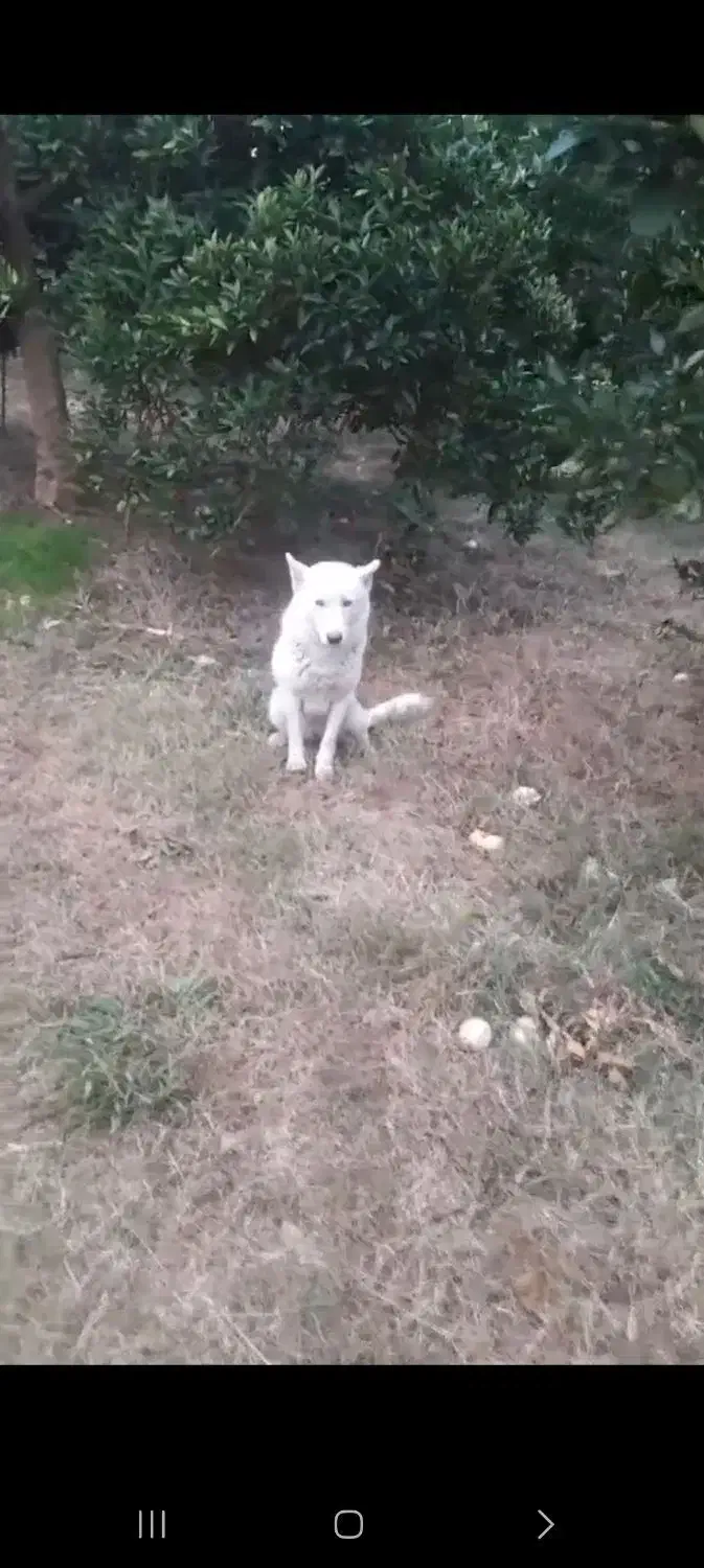 سگ لسپام|سگ|هادی شهر, |دیوار