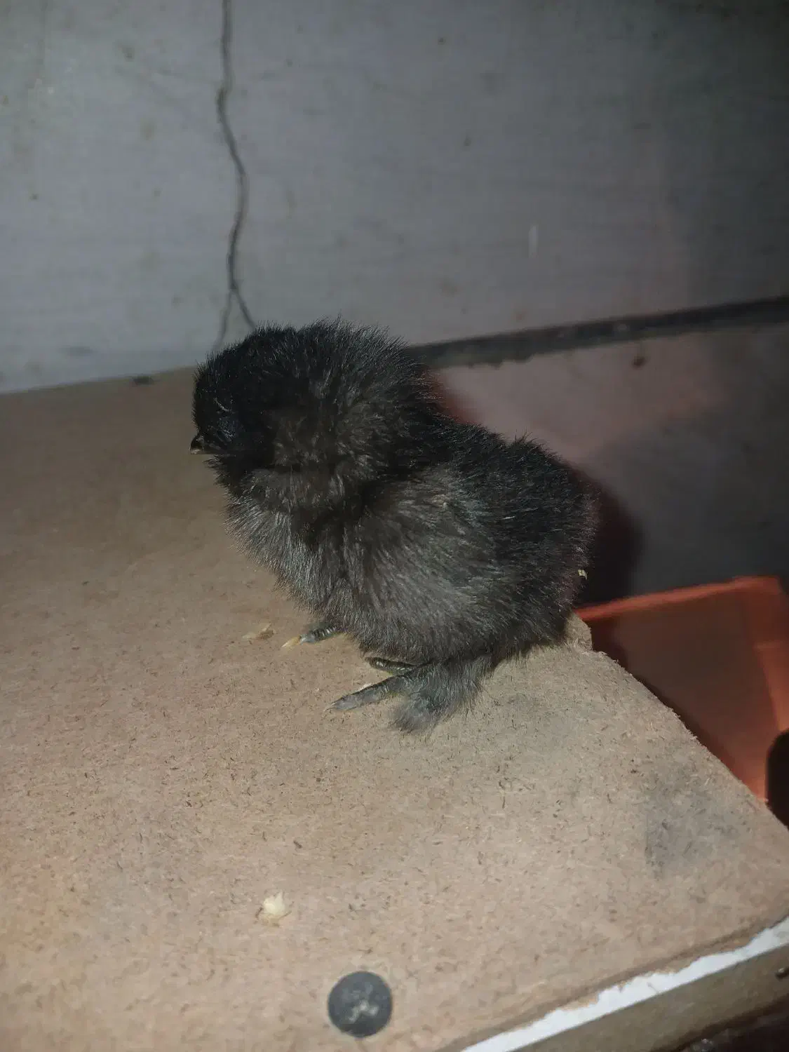 جوجه و تخم نطفه دار|حیوانات مزرعه|قزوین, |دیوار