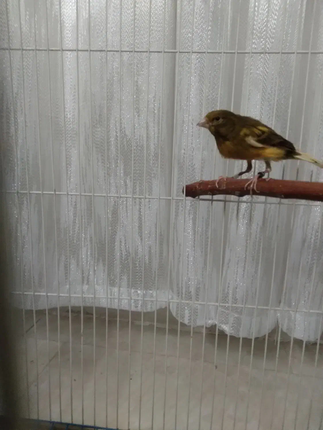 قناری نر|پرنده|تهران, یافت آباد جنوبی|دیوار