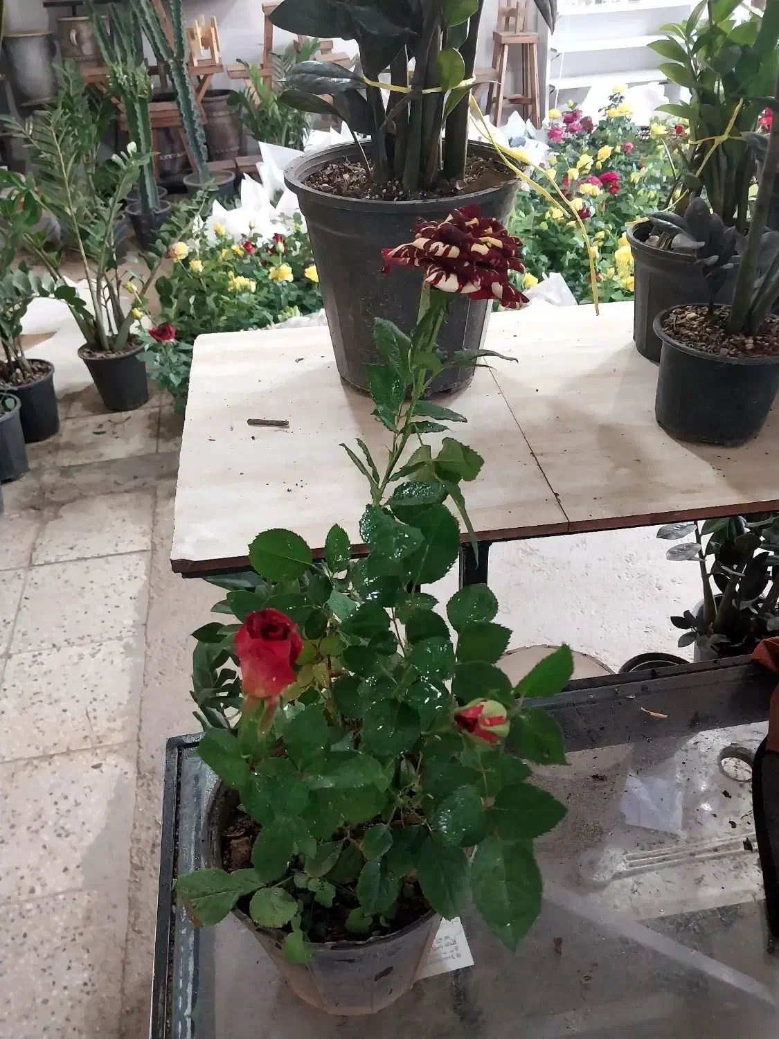 رز هلندی|گل و گیاه طبیعی|شیراز, ریاستی|دیوار