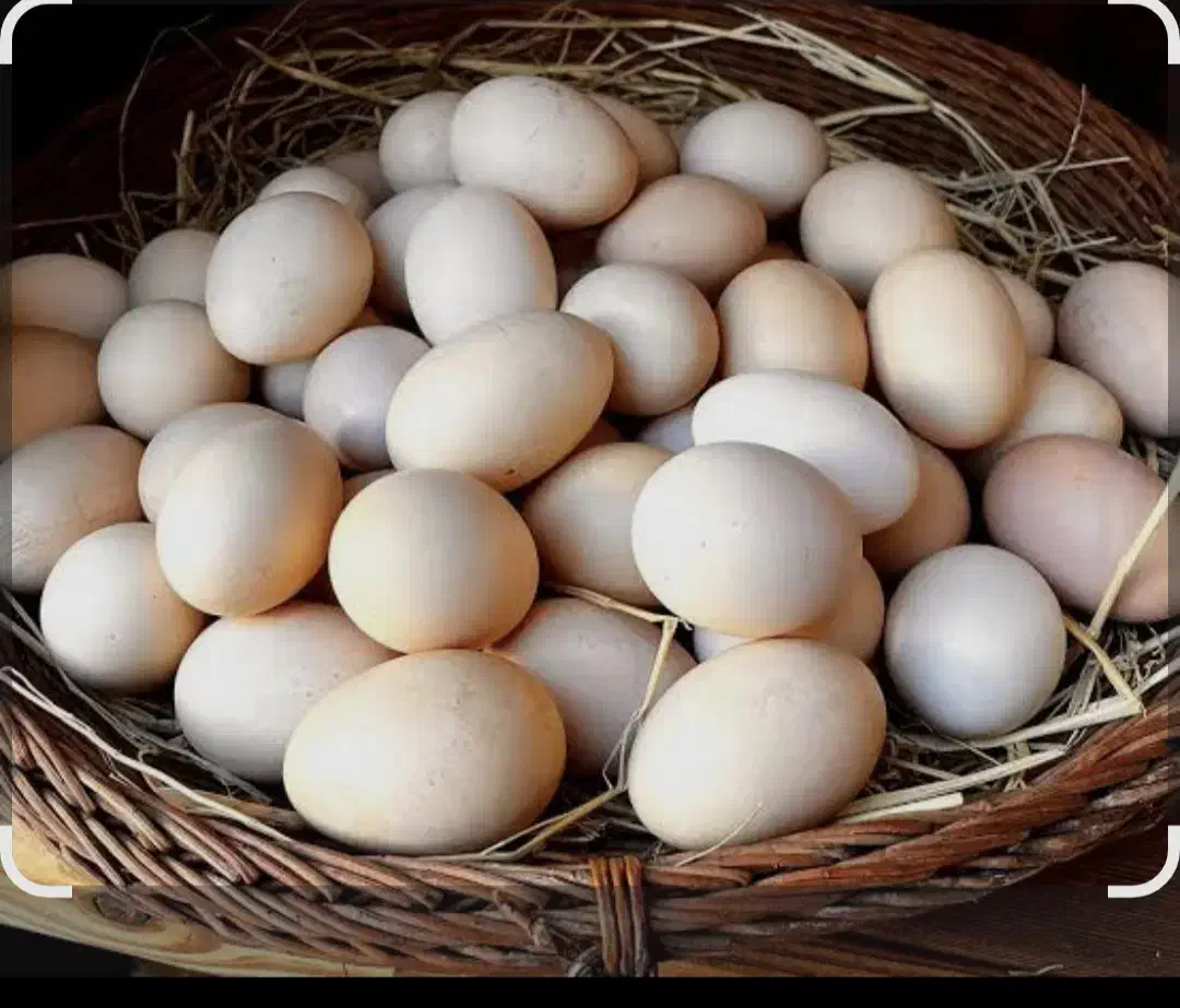 تخممرغ وتخم اردک|خوردنی و آشامیدنی|اسدآباد, |دیوار