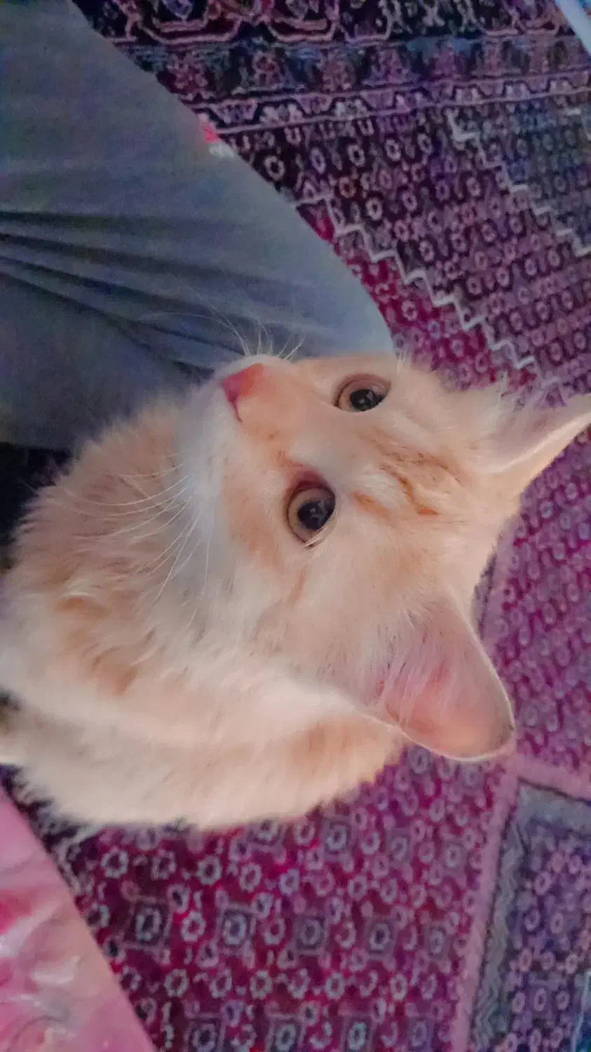 خر گربه نارنجی|گربه|سقز, |دیوار