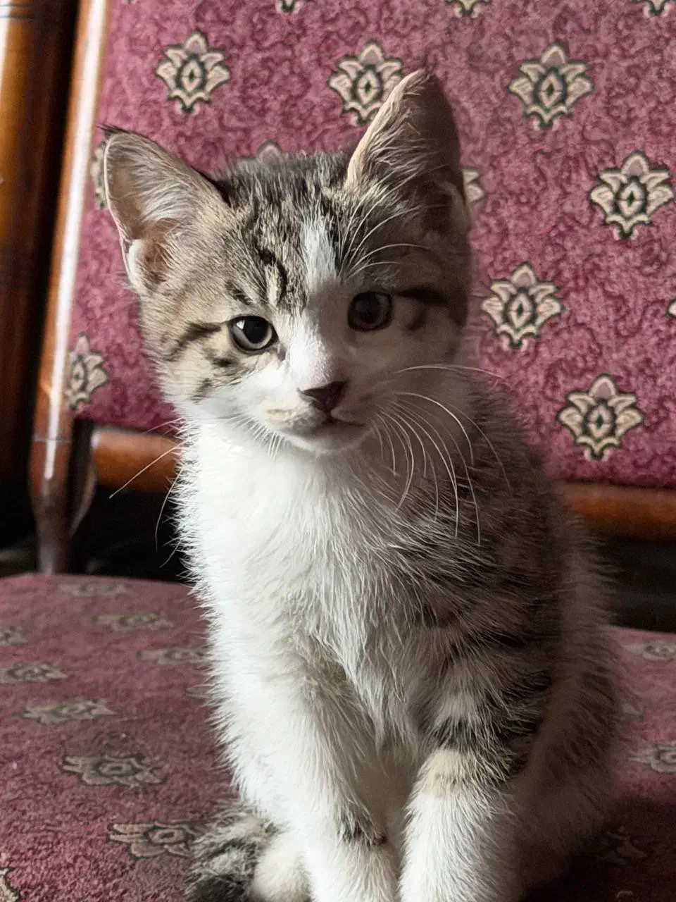 واگذاری بچه گربه|گربه|شاهرود, |دیوار