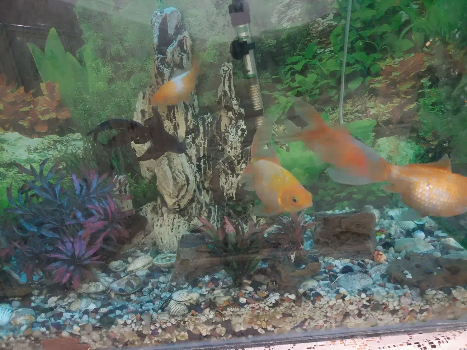 اکواریوم|ماهی|سوسنگرد, |دیوار