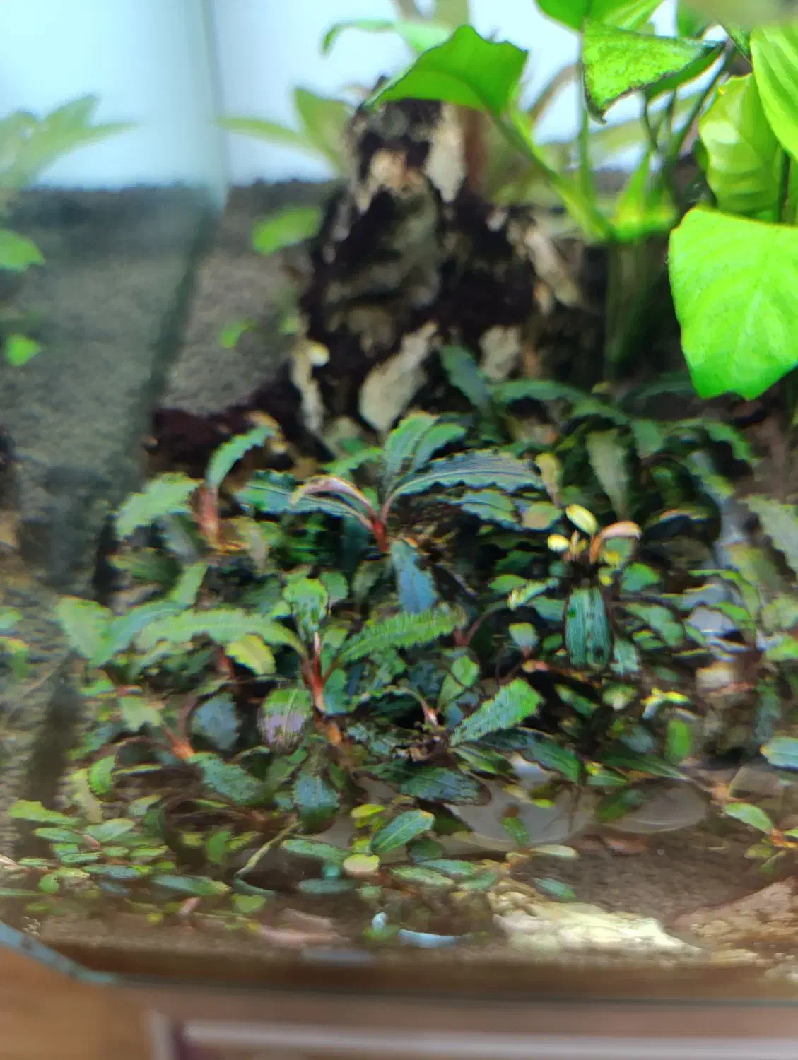 گیاه بوسفراندا آکواریوم|ماهی|تهران, کرمان|دیوار