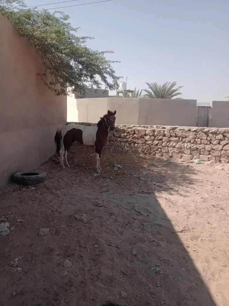 اسب ارام|اسب و تجهیزات اسبسواری|قشم, |دیوار