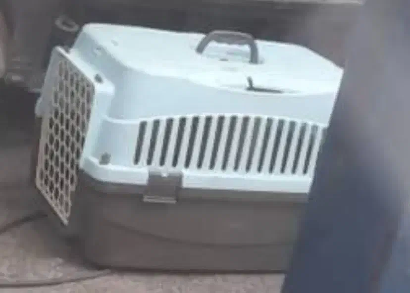 باکس سگ|لوازم جانبی حیوانات|جیرفت, |دیوار