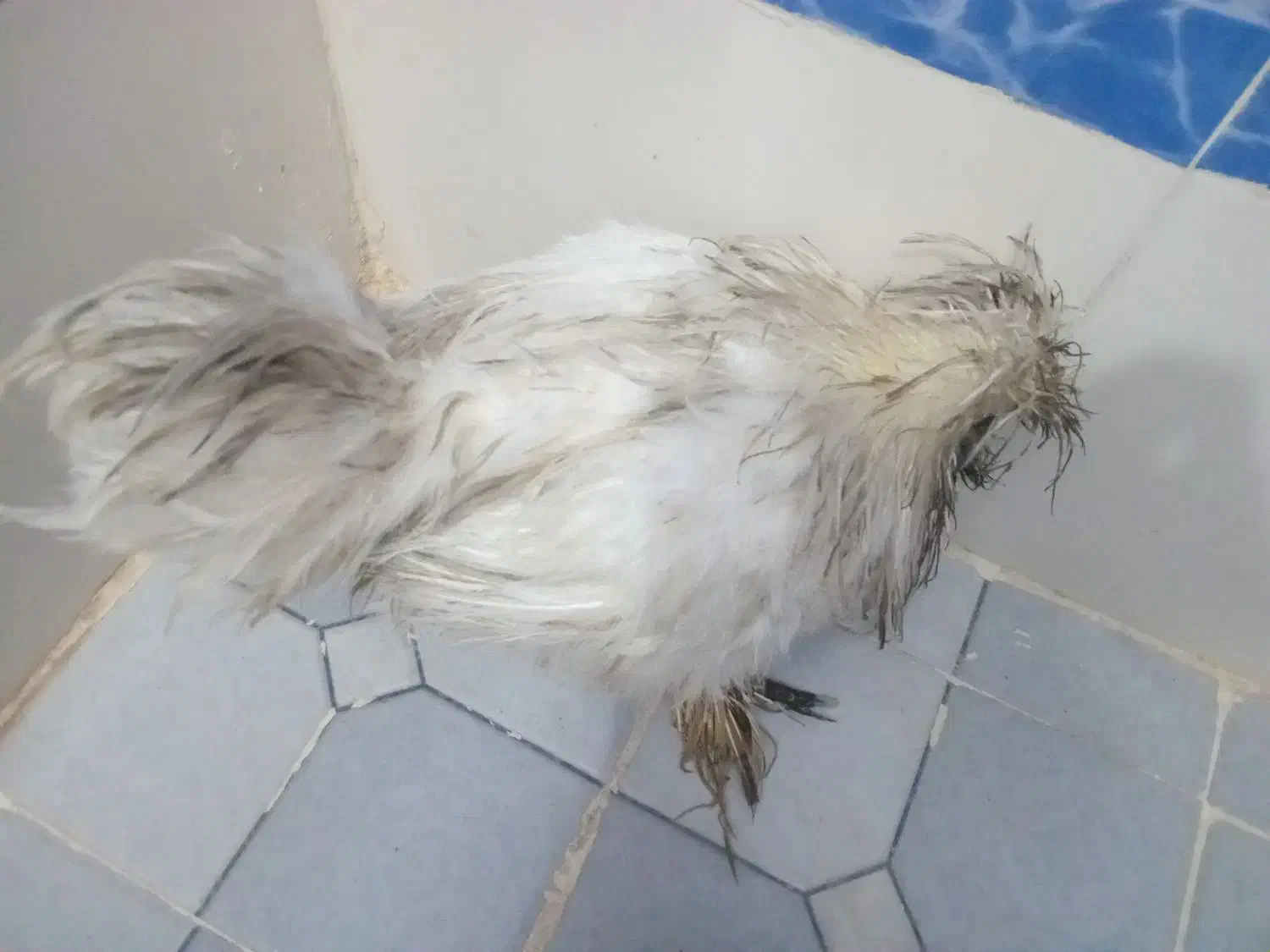 خروس سرحال|حیوانات مزرعه|اهواز, کیانشهر|دیوار