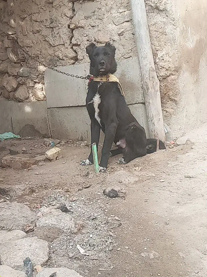 توله سراب|سگ|ایجرود, |دیوار