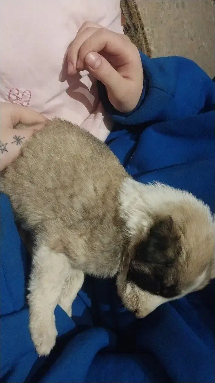 واگذاری سگ|سگ|آبیک, |دیوار