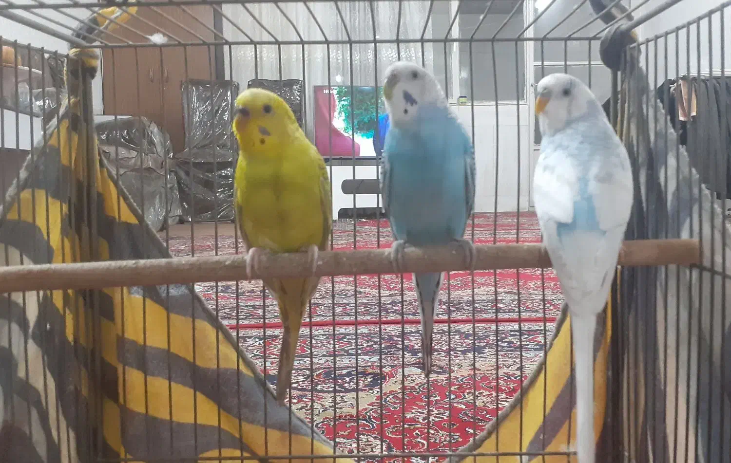 پرنده ی خونگی مرغ عشق|پرنده|اصفهان, منتظرالمهدی|دیوار