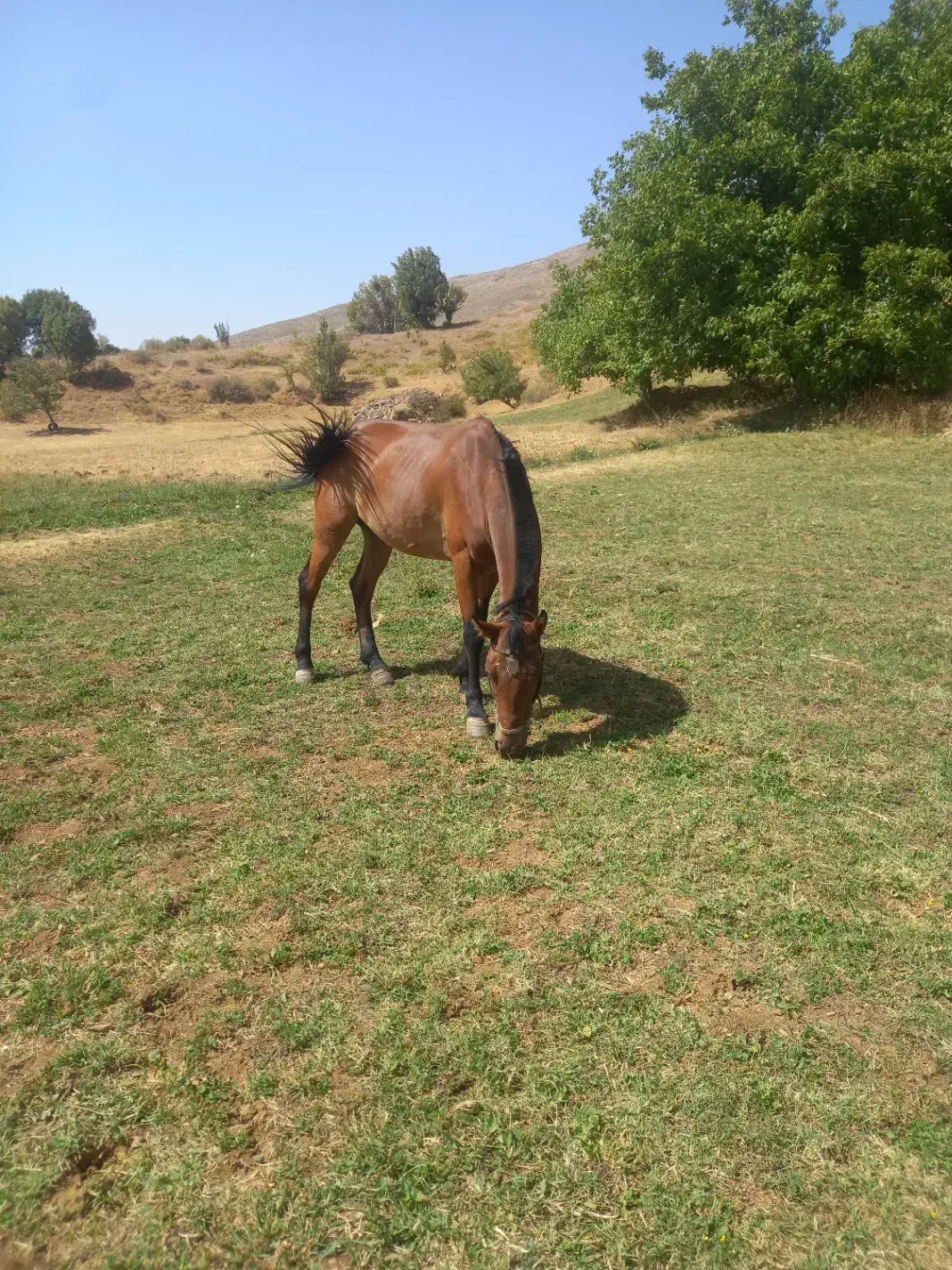 اسب|اسب و تجهیزات اسبسواری|بانه, |دیوار