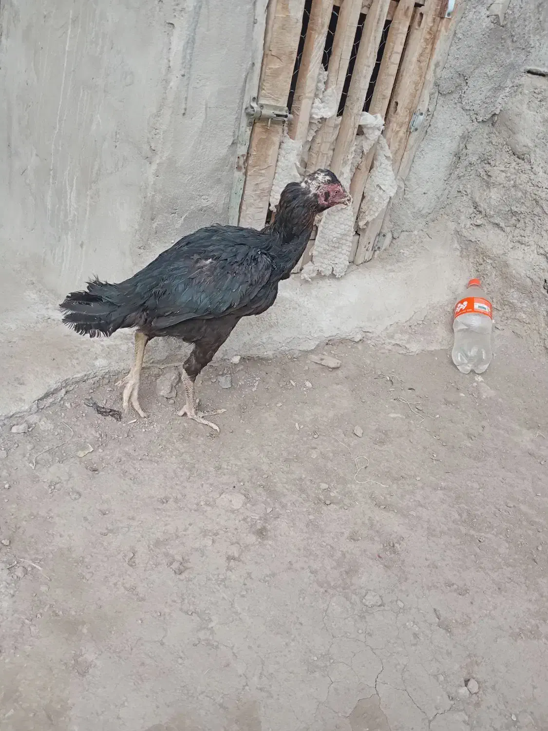 مرغ و خروس لاری|حیوانات مزرعه|مشگین شهر, |دیوار