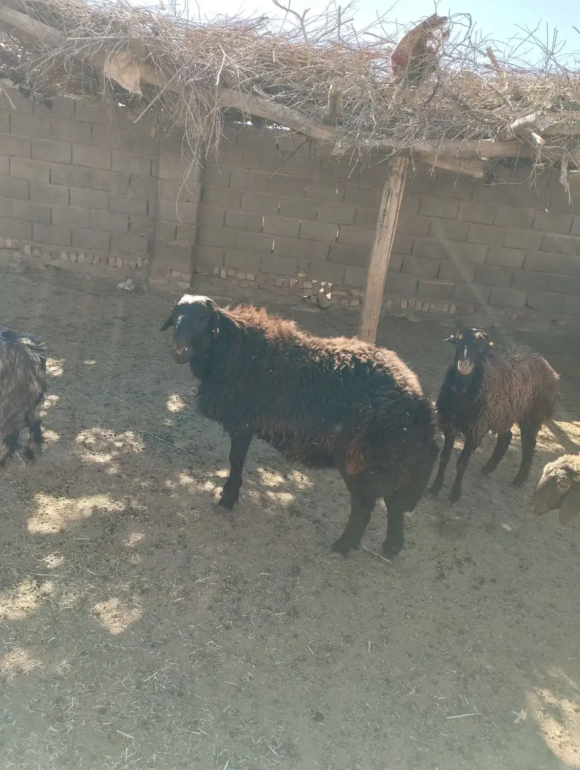 بره نرهترو|حیوانات مزرعه|طاغنکوه, |دیوار