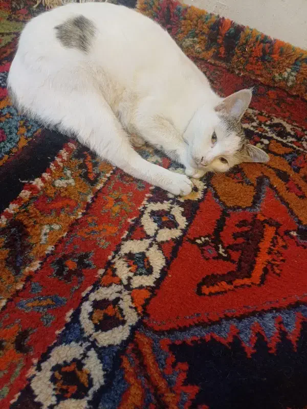 گربه ناز و مهربان|گربه|اردبیل, |دیوار