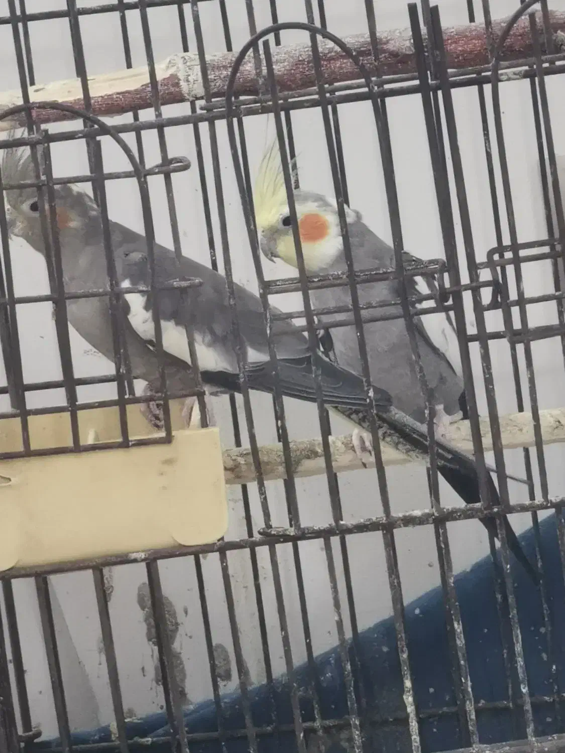 عروس نرو ماده مولد|پرنده|قم, شهدا|دیوار