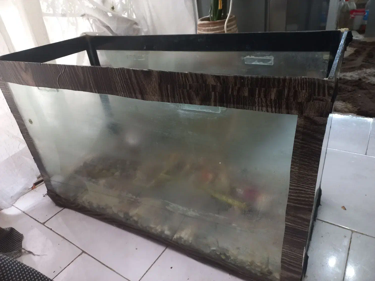 آکواریوم|ماهی|مشهد, مقدم|دیوار