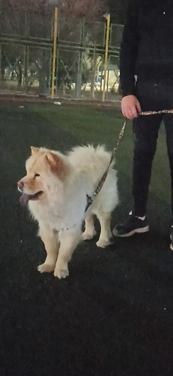 چاو چاو|سگ|واجارگاه, |دیوار