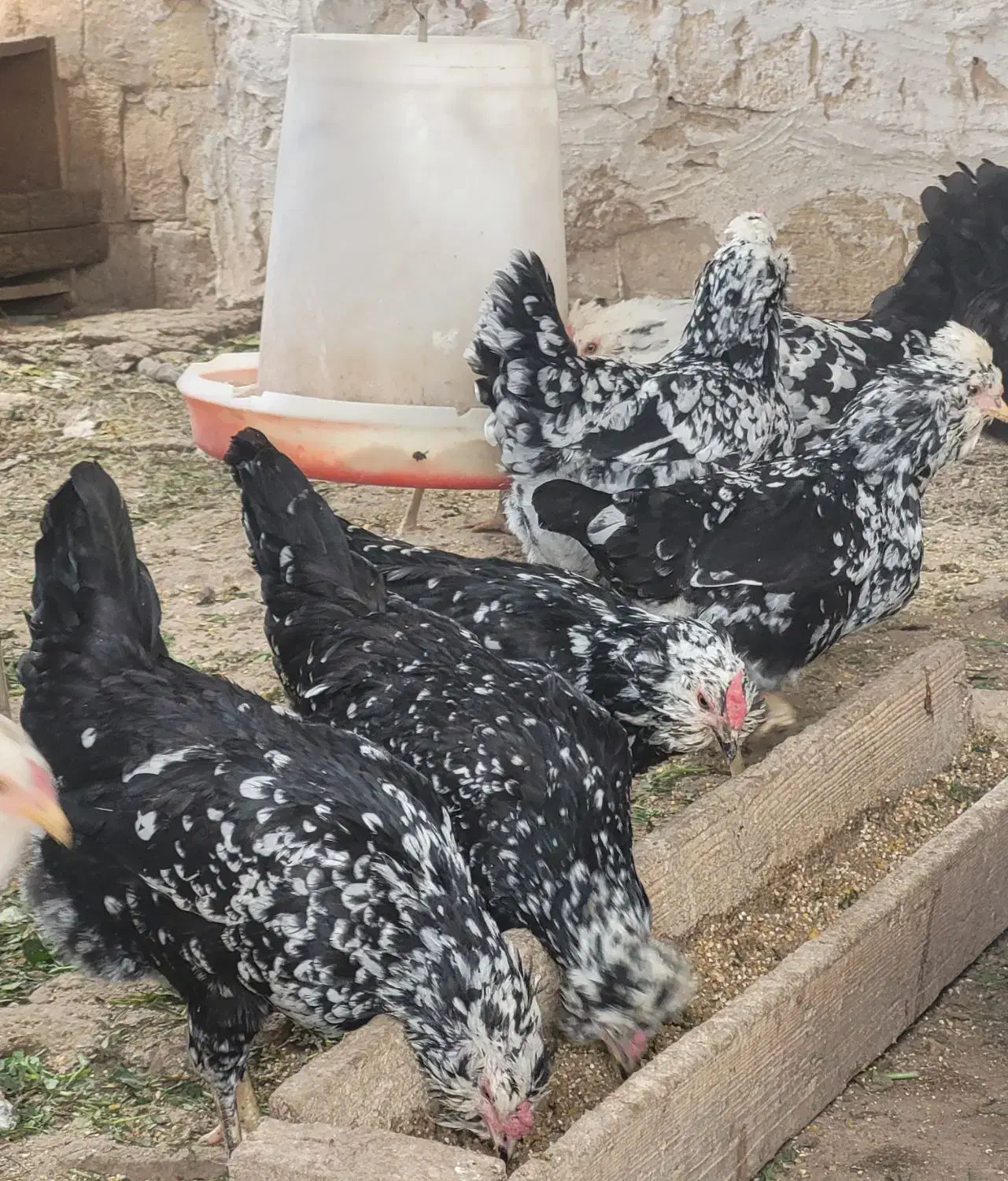 تخم مرغ نطفه دار گلین|حیوانات مزرعه|شهرکرد, |دیوار