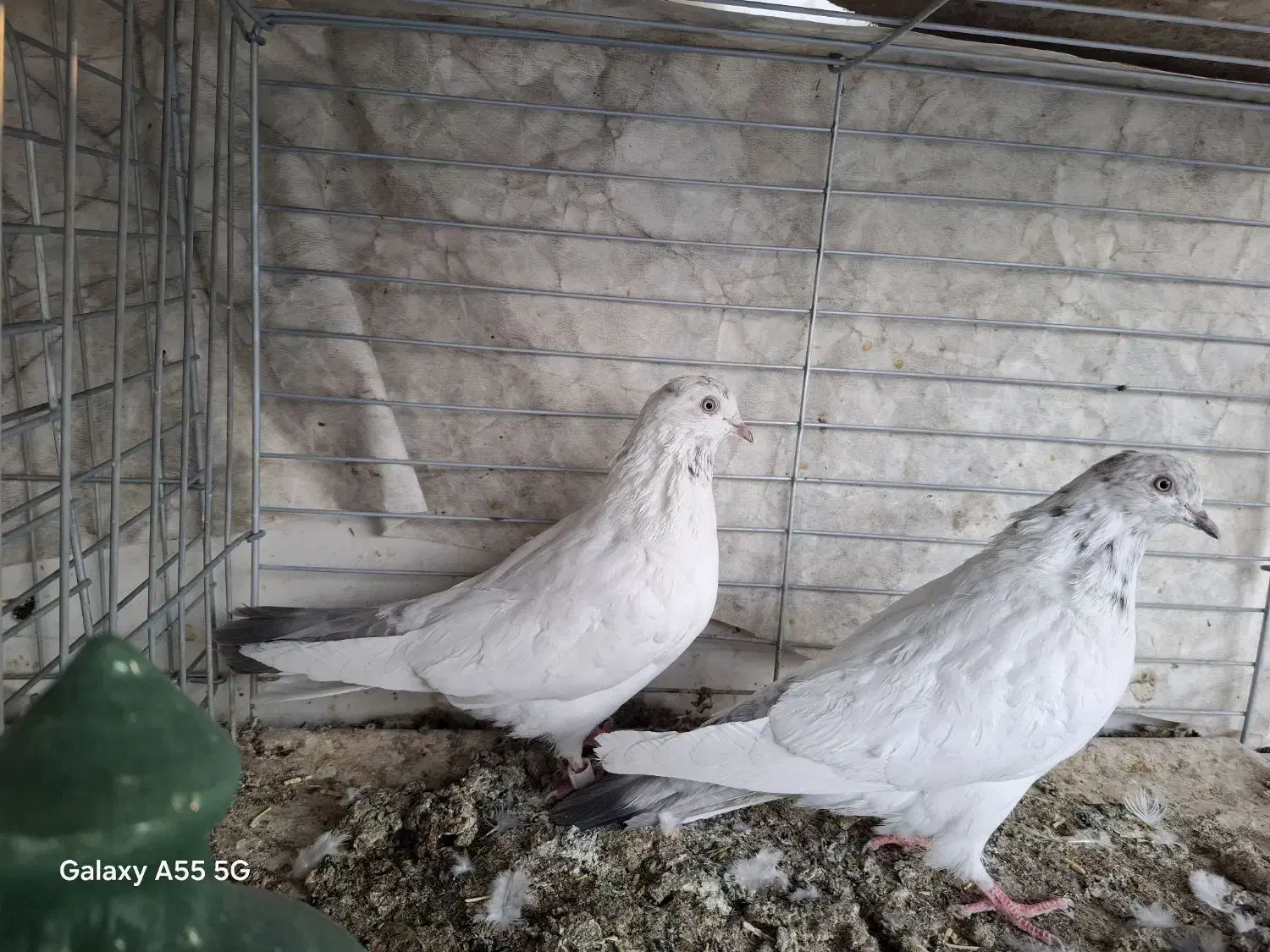 کبوتر پرشی، به شرط|پرنده|قم, حنیف نژاد|دیوار