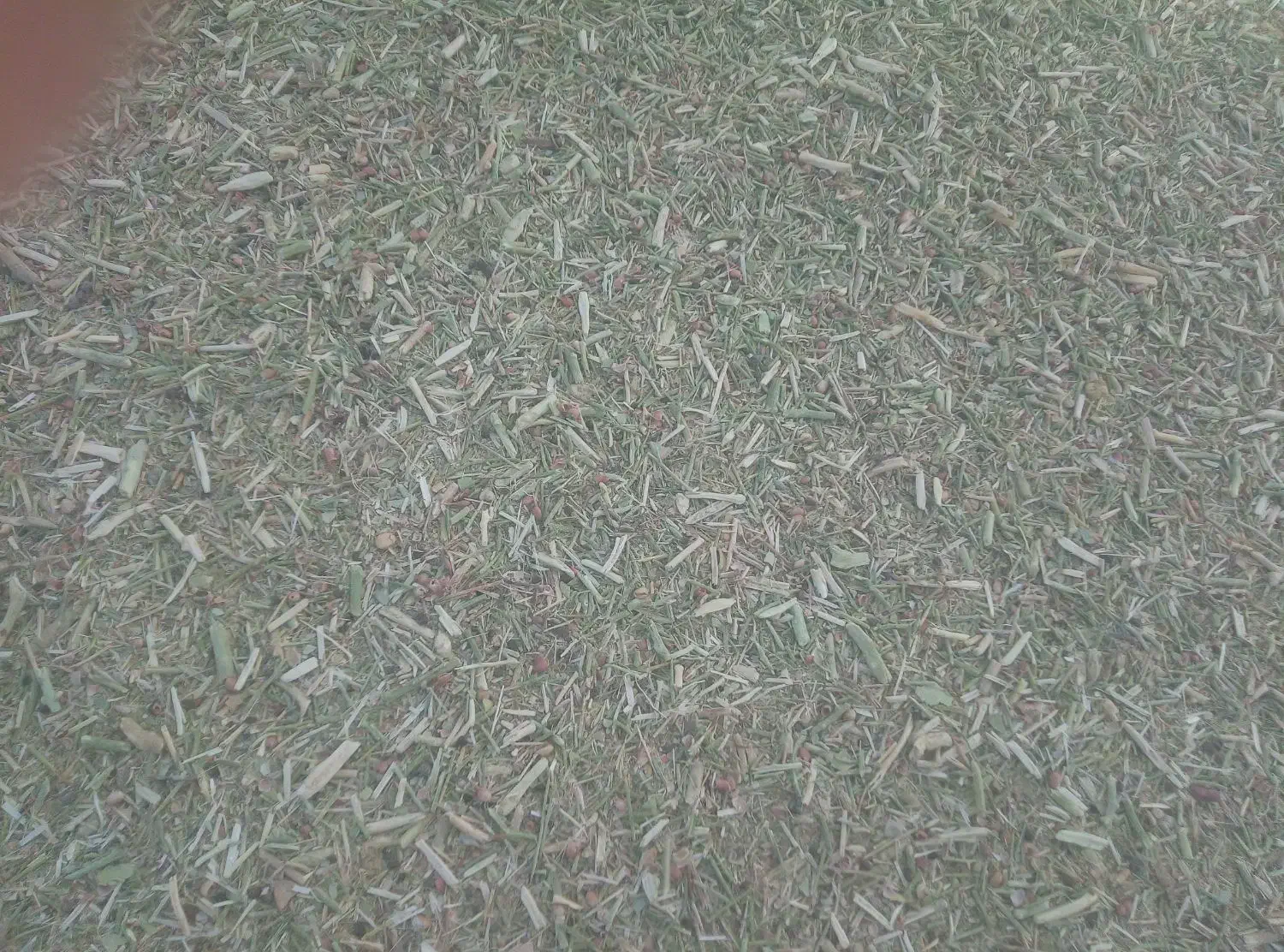 خارشتر نرم وسبز و دونه دار|حیوانات مزرعه|قوچان, |دیوار