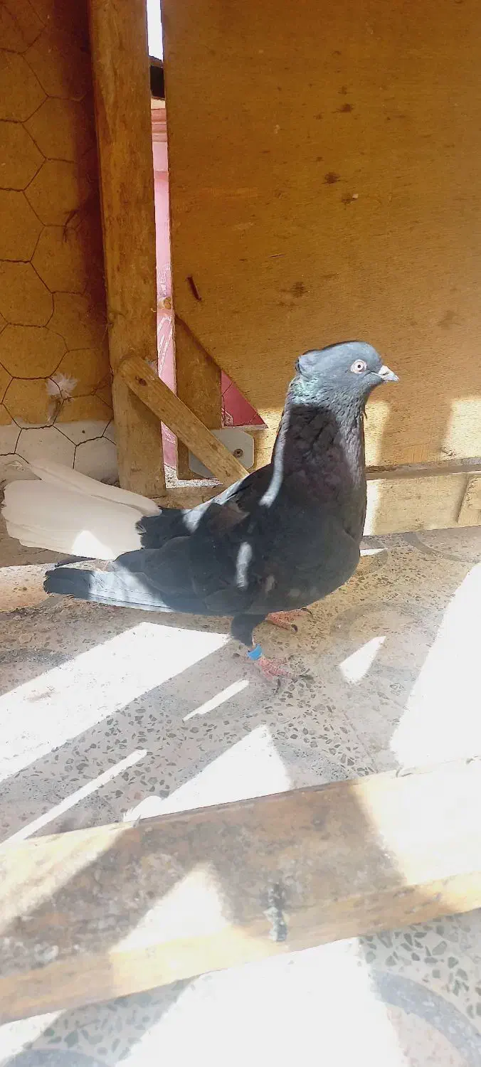 اشعل ماده درجه یک|پرنده|خرمشهر, |دیوار