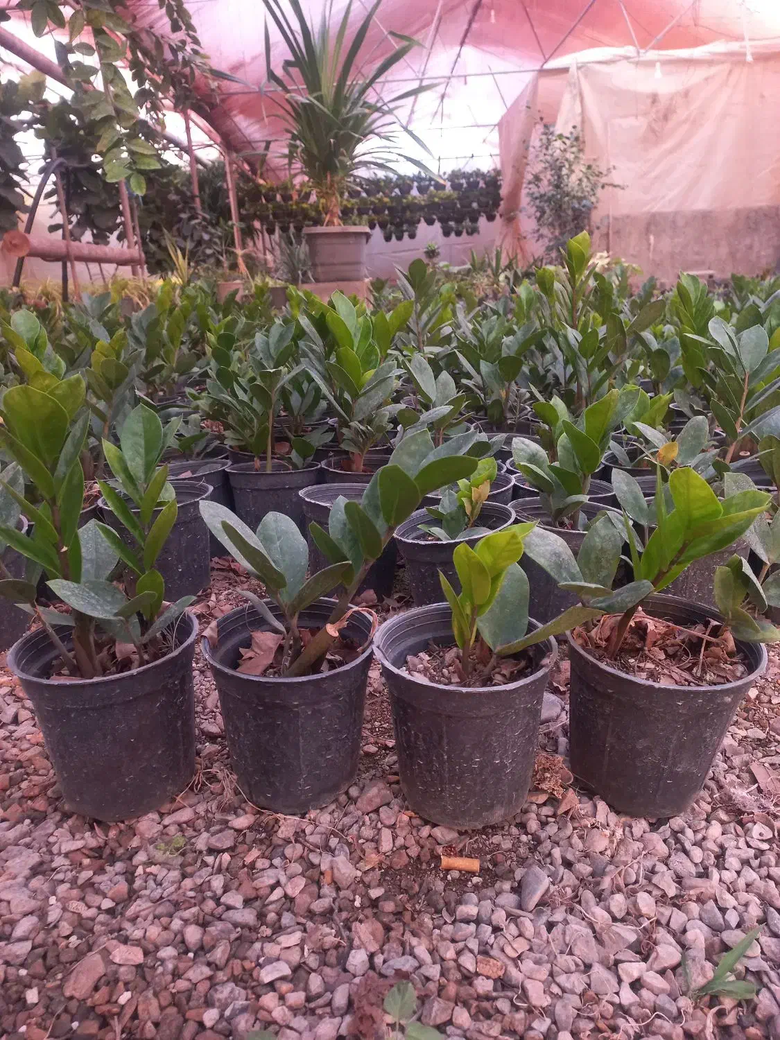 گل زاموفیلیا سبز|گل و گیاه طبیعی|محلات, |دیوار