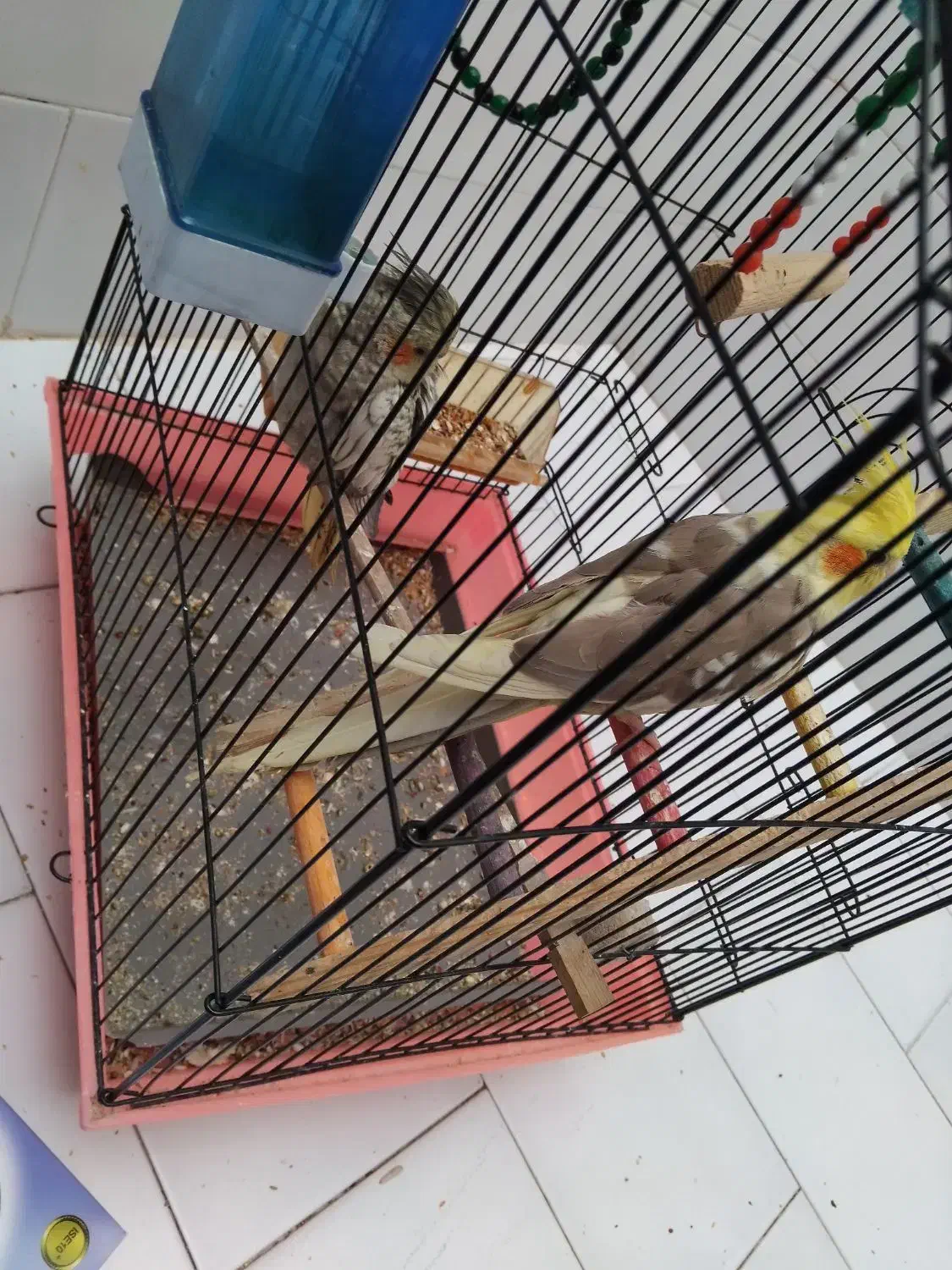 عروس هلندی 4میلیون با قفس|پرنده|الیگودرز, |دیوار