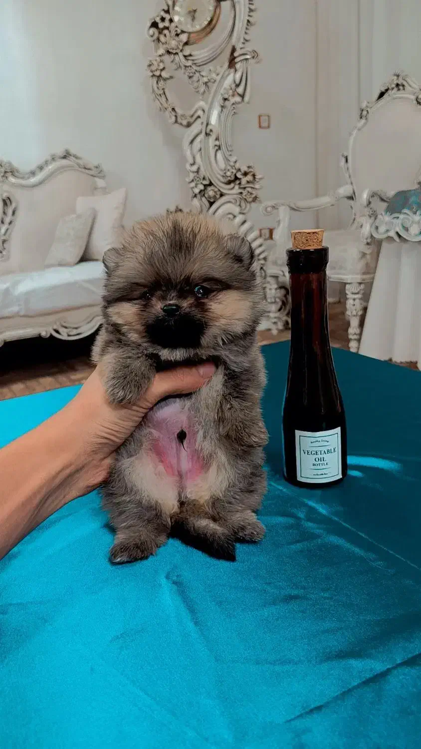 پامرین/مالتیز/شیتزو|سگ|اردبیل, |دیوار