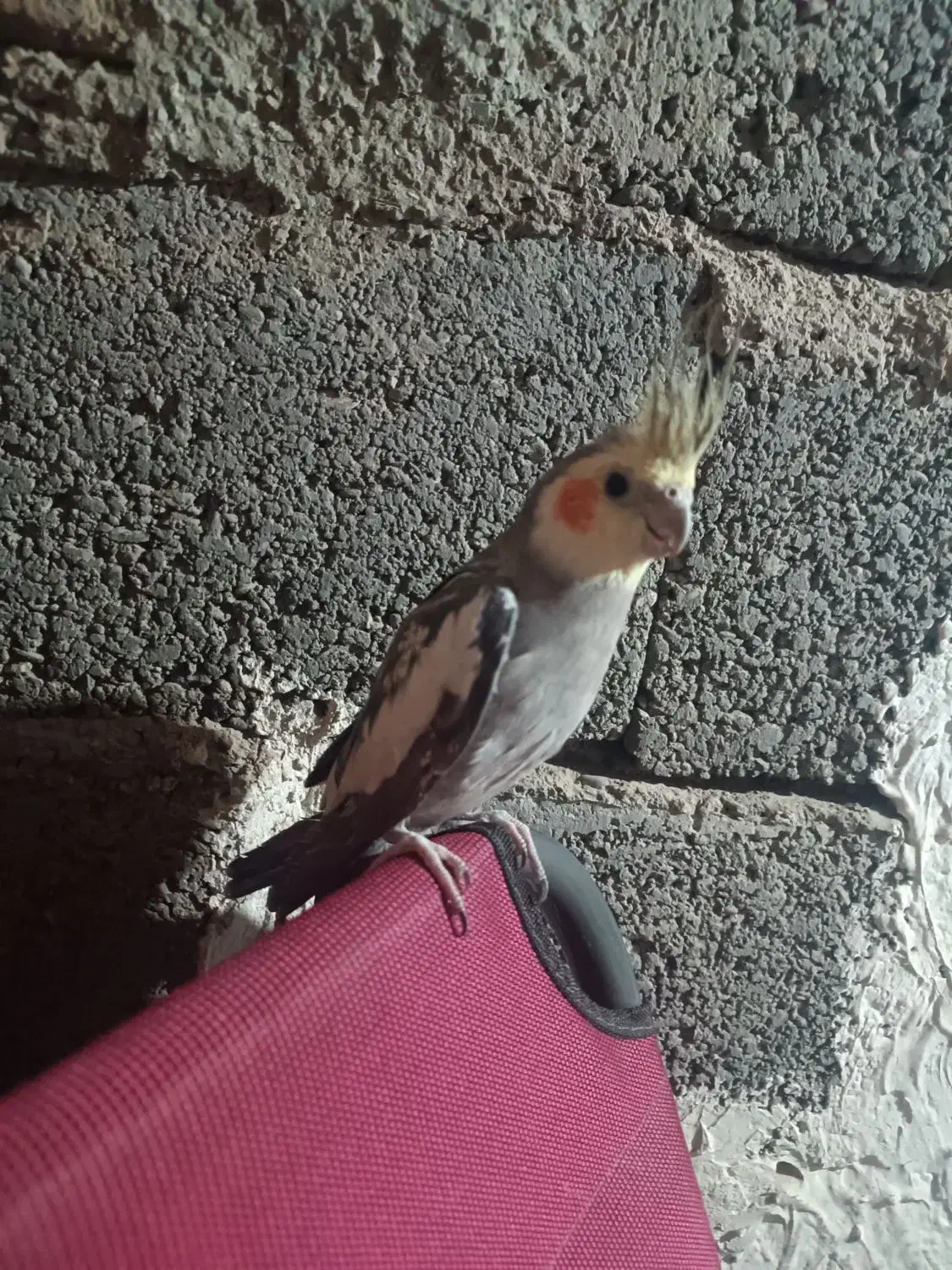 عروس هلندی|پرنده|کهریزک, |دیوار