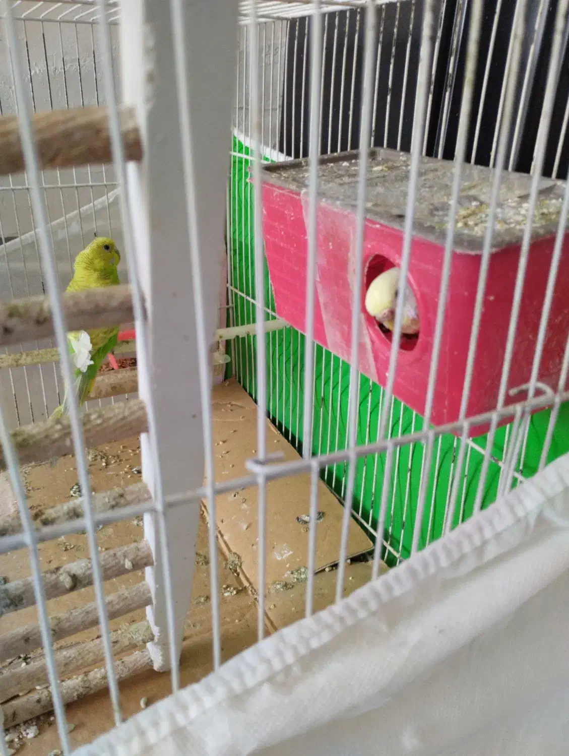 عروس هلندی مرغ عشق فنچ تخم جوجه|پرنده|چناران, |دیوار