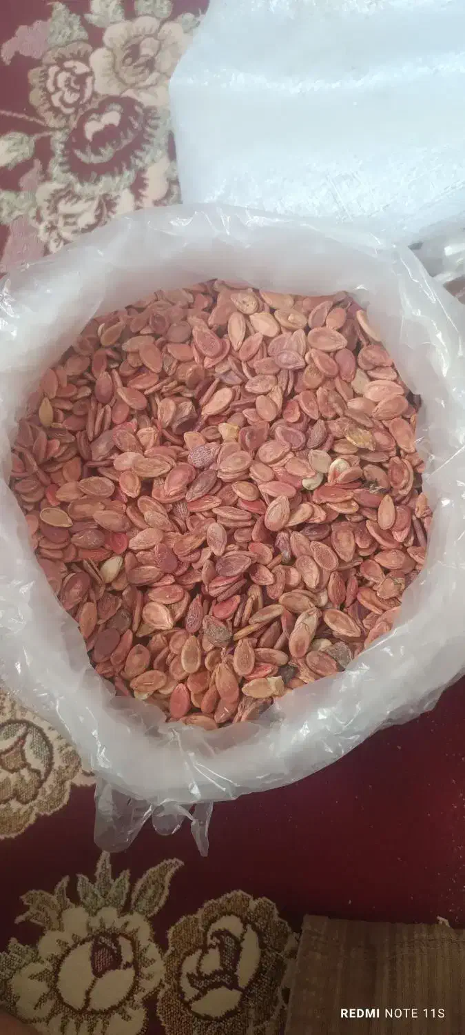 تخمه هندوانه محلی|خوردنی و آشامیدنی|جلگه ماژان, |دیوار