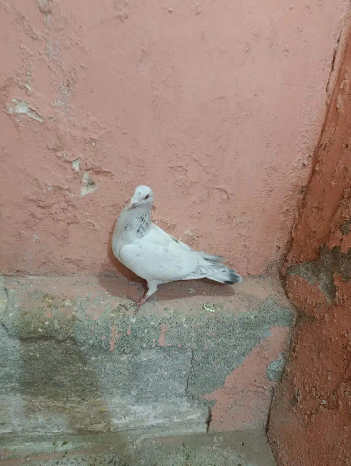 سفید هفرنگ ماده|پرنده|بشاریات, |دیوار