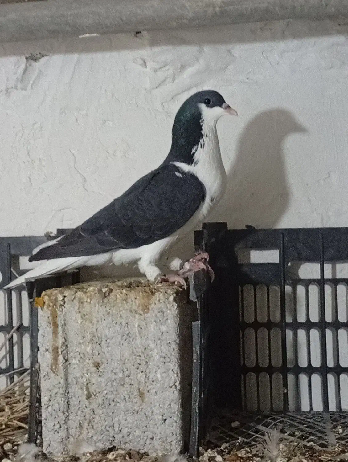 کبوتر|پرنده|وحدتیه, |دیوار