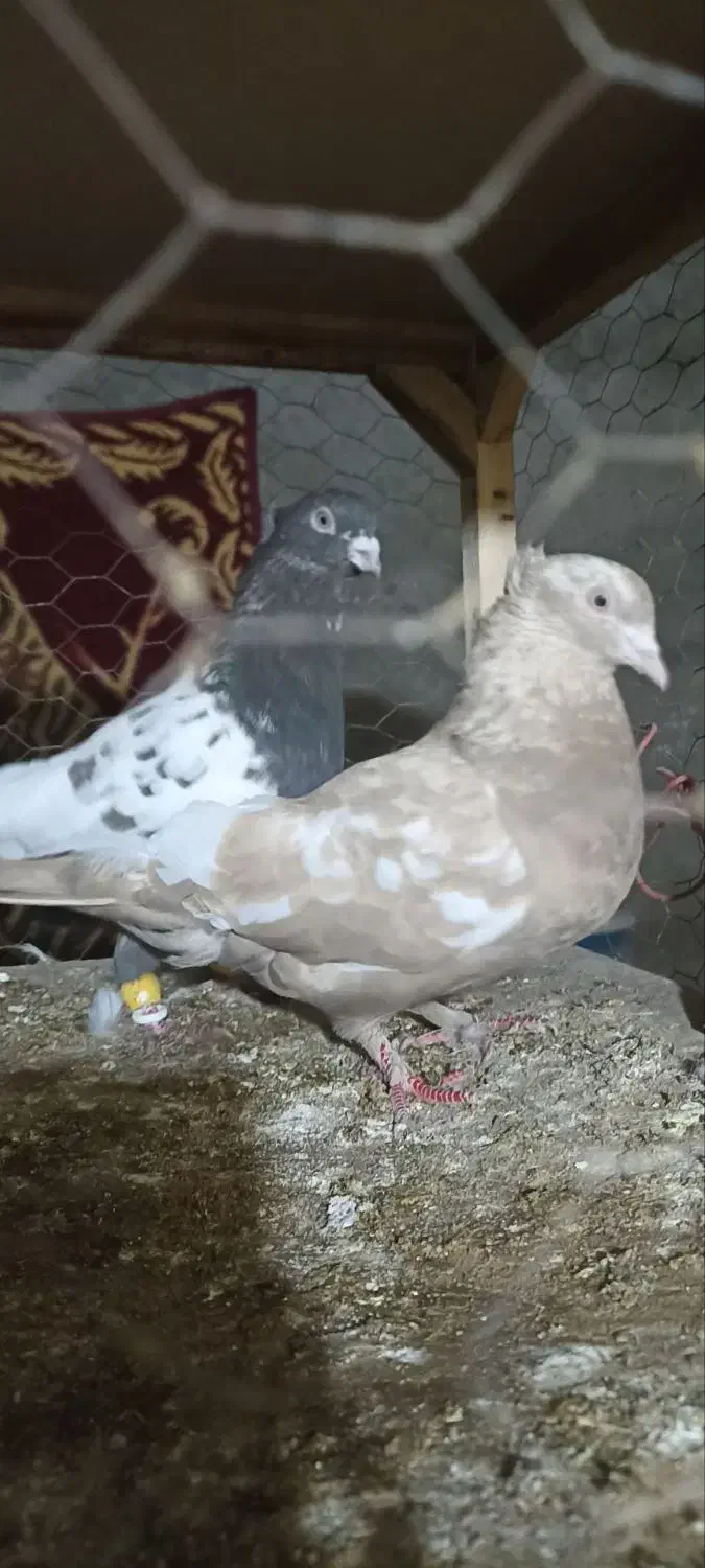 کبوتر سینه|پرنده|گرمخان, |دیوار