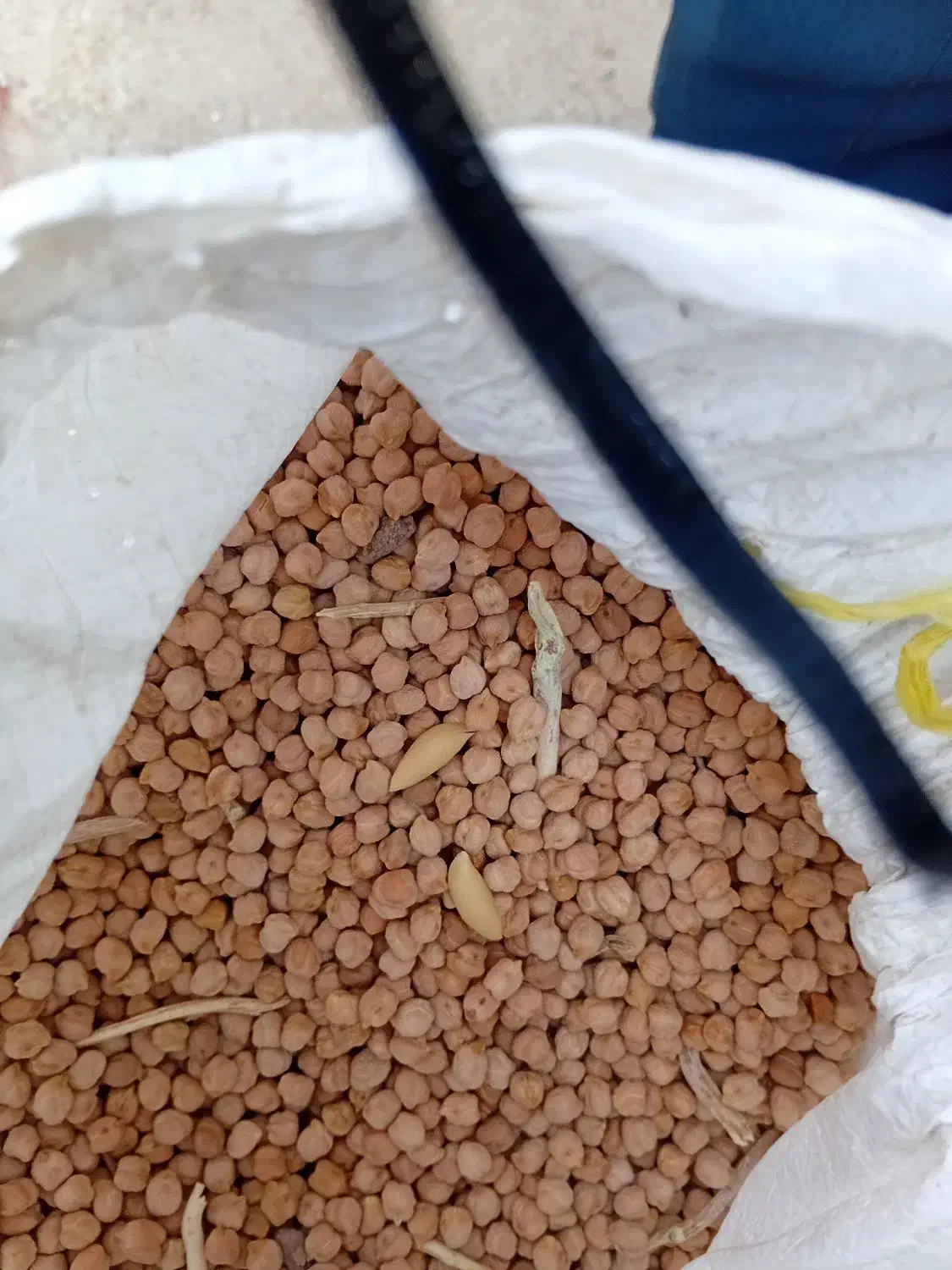 نخودسفید درشت الک شده|خوردنی و آشامیدنی|سراجو, |دیوار